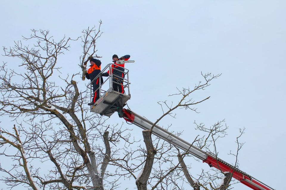 Brennholz Ofenfertig Lieferung